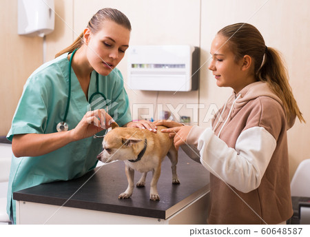 Smiling teenager girl with her puppy visiting veterinarian clinic 60648587