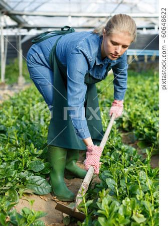 Young woman gardener in apron with mattock working with Malabar spinach Young woman gardener in apron with mattock working with Malabar spinach 60648622