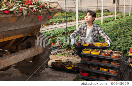 Chinese female florist throws wilted flowers into the back of a tractor 60648639
