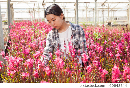 Portrait of florist with flowers Oenothera lindheimeri in greenhouse 60648844