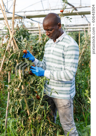 Worker checking tomato plants Worker checking tomato plants 60648904