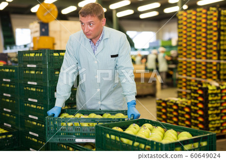 Man working with apples in crates and checking quality Man working with apples in crates and checking quality 60649024