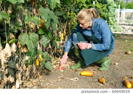 Woman gardener with mattock working with marrow seedlings and harvest Woman gardener with mattock working with marrow seedlings and harvest 60649039