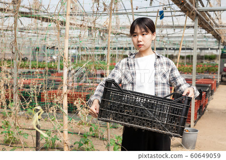 Chinese woman gardener working in greenhouse Chinese woman gardener working in greenhouse 60649059