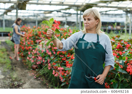 Female florist with scissors gardening red begonia plants in greenhouse Female florist with scissors gardening red begonia plants in greenhouse 60649216
