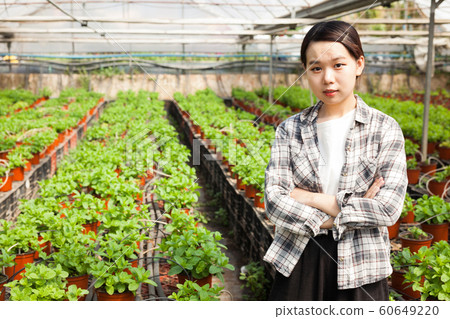 Chinese woman caring for mint plant in a greenhouse Chinese woman caring for mint plant in a greenhouse 60649220