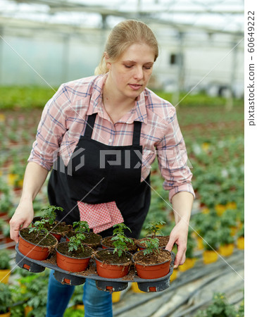 Woman controlling quality of tomato seedlings 60649222