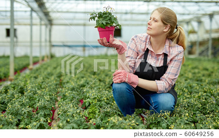 Woman taking care of tomato seedlings Woman taking care of tomato seedlings 60649256