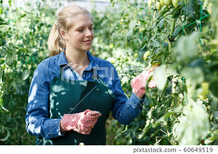 Woman checking tomatoes in glasshouse 60649519