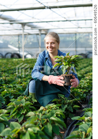 Young female gardener in gloves working with seedlings of euphorbia pulcherrima in pots Young female gardener in gloves working with seedlings of euphorbia pulcherrima in pots 60649526