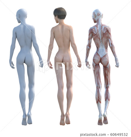 肌肉標本女性成分相同姿勢perming3DCG插圖素材 60649532