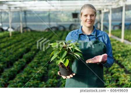 Woman gardener holding pot with poinsettia pulcherrima seedlings in hothouse Woman gardener holding pot with poinsettia pulcherrima seedlings in hothouse 60649609