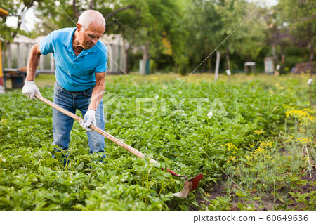 Farmer weeds potatoes with a hoe in the garden 60649636