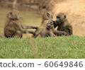 猴子在坦桑尼亞 60649846