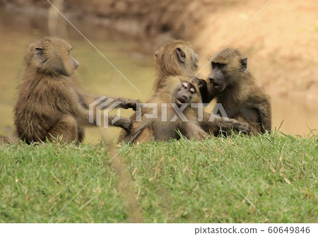 猴子在坦桑尼亞 猴子在坦桑尼亞 60649846