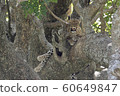 豹子睡在一棵樹上 60649847