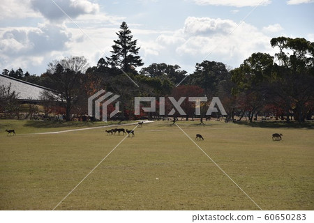 奈良公園的鹿 奈良公園的鹿 60650283