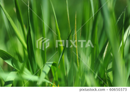 fresh summer grass 60650373