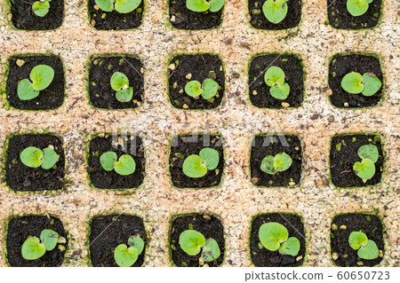 Group of green sprouts growing texture background in the nursery. 60650723