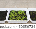 Group of green sprouts growing in white box in the nursery. 60650724
