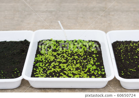 Group of green sprouts growing in white box in the nursery. 60650724