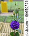 Close up of Purple Roses growing inside a greenhouse or in the nursery. 60650726