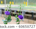 Purple Roses growing inside a greenhouse or in the nursery. 60650727