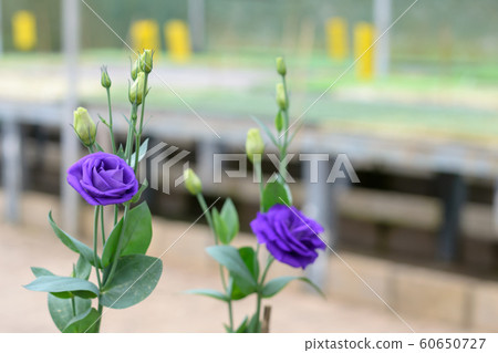 Purple Roses growing inside a greenhouse or in the nursery. Purple Roses growing inside a greenhouse or in the nursery. 60650727