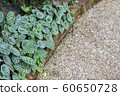 Calathea zebrina (The zebra plant) and Gravel in garden in Thailand (Selective focus) with copy space. 60650728