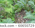 garden with fresh fern plants and stones 60650729
