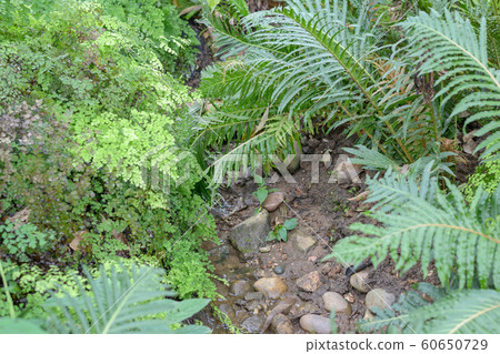 garden with fresh fern plants and stones 60650729
