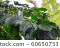 green coffee bean on coffee tree. 60650733