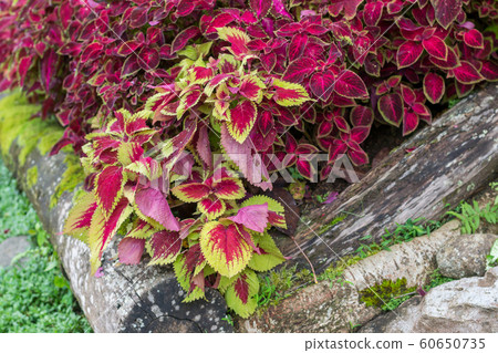 Close up of Coleus or Painted nettle with wood and rock background in garden Doi Tung Royal Villa,Thailand Close up of Coleus or Painted nettle with wood and rock background in garden Doi Tung Royal Villa,Thailand 60650735