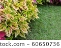 Close up of Coleus or Painted nettle with green grass in garden. 60650736
