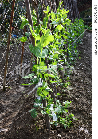 Pea in the middle of growth 60650969