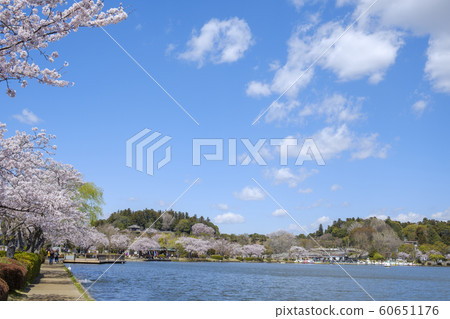 水戶市千戶湖的櫻花,K樂園和Koubuntei 水戶市千戶湖的櫻花,K樂園和Koubuntei 60651176