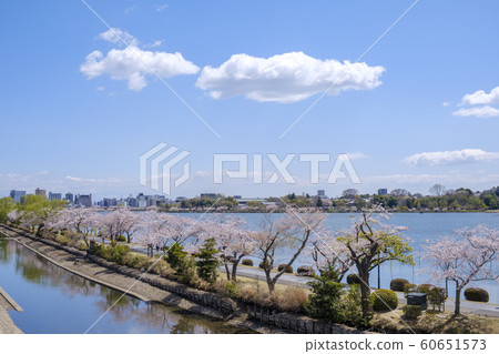Sakura on the shore of Lake Senba, Mito City Sakura on the shore of Lake Senba, Mito City 60651573