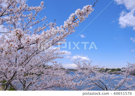 水戶市千葉湖岸上的櫻花 60651578