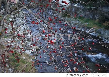 Winter red fruit 60651653