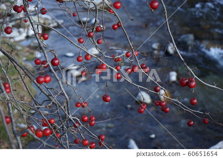 Winter red fruit 60651654