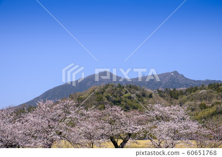 Tsukuba cherry blossoms and Mount Tsukuba 60651768