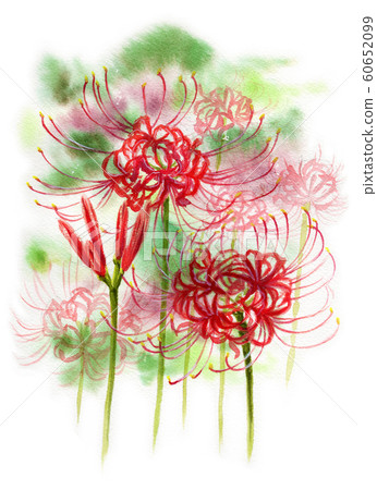 Cluster amaryllis painted in watercolor Cluster amaryllis painted in watercolor 60652099