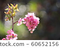 二花梅花 60652156