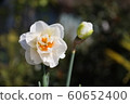水仙（雙花） 60652400
