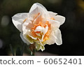 水仙（雙花） 60652401