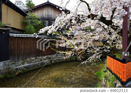 Gion Sakura in Shirakawa 60652515