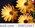 美麗的花朵（Osteospermum） 60652667