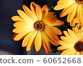 美麗的花朵（Osteospermum） 60652668