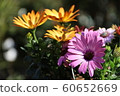 美麗的花朵（Osteospermum） 60652669