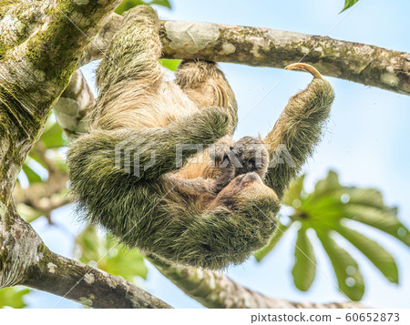 A brown throated 3 toed sloth hanging i a tree with a Baby in Costa Rice Rainforest national park A brown throated 3 toed sloth hanging i a tree with a Baby in Costa Rice Rainforest national park 60652873
